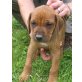 Rhodesian Ridgeback Welpen - Rüde