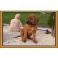 Rhodesian Ridgeback Welpen - Rüde