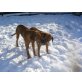 Rhodesian Ridgeback Welpen - Rüde