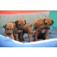 Rhodesian Ridgeback Welpen - Rüde