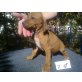 Rhodesian Ridgeback Welpen - Rüde