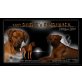 Rhodesian Ridgeback Welpen - Rüde