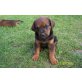 Rhodesian Ridgeback und Bernersennen Welpen - Hündin