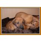 Rhodesian Ridgeback von der Hedermühle, Rhodesian Ridgeback Welpen - Hündin