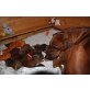 Rhodesian Ridgebackwelpen, Rhodesian Ridgeback Welpen - Hündin