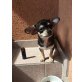 Ria, Chihuahua kurzhaariger Schlag Welpen - Hündin