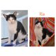 Ria, Hauskatze - Katze