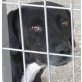 Ria, LAbbi Mix sucht Zuhause/Pflegestelle - Hündin
