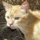 Rian, roter - Kater