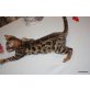 Rianis, Bengalkatze - Kater