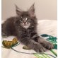 Ribanna 'blue ticked tabby' sucht ein Zuhause, Maine Coon - Katze