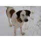 Ribo, lieber ehem. Straßenhund, Mischling - Rüde