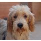 Ric, Petit Basset Griffon Vendéen - Rüde