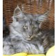 Ricada, Rizzoli, Maine Coon - Katze