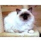 Ricardo, Heilige Birma - Kater