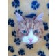 Ricardo, Maine Coon - Kater