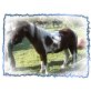 Ricardo, Shetland Pony - Wallach