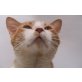 Ricardo, lieber Schatz - Kater