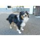 Ricco, Australian Shepherd Dog - Rüde