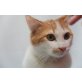 Richard, niedliches Kerlchen - Kater