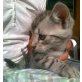 Rick, Schmusekätzchen  - Kater