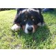 Ricko, Berner Sennenhund - Rüde