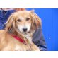 Ricky 6, Spaniel-Mischlingsrüde - Rüde