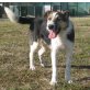 Ricky, Border Collie - Spinonemix - Rüde