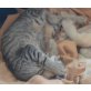 Ricky, Mischling - Kater