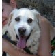 Ricky - Senior, Golden Retriever Mix - Rüde