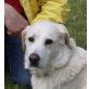 Ricky - Senior, Golden Retriever Mix - Rüde