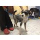 Ricky, Terrier- Mix - Rüde