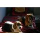 Ricky und Rocky als Pärchen nur abzugeben, Beagle - Rüde