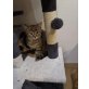 Ricky und Sira, Hauskatze - Katze
