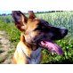 Rico, Belgischer Schäferhund,Bordersollie Mischling - Rüde