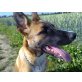 Rico, Belgischer Schäferhund,Bordersollie Mischling Welpen - Rüde
