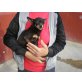 Rico, Chihuahua-Mix - Rüde
