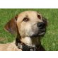 Rico, Jagdhund-Mix - Rüde