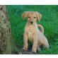 Rico, Labrador - Golden Retriever - Mix Welpen - Rüde