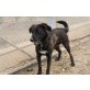 Rico, Labrador - Mischling - Rüde