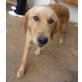 Ricula, Golden Retriever - Hündin