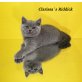 Riddick & Roadrunner, Britisch Kurzhaarkatze - Kater