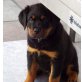Riddick, Rottweiler Welpen - Rüde