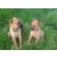 Ridgeback Boxer Welpen - Hündin