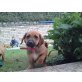 Ridgeback/Labrador Welpen - Hündin
