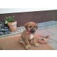 Ridgeback/Labrador Welpen - Rüde