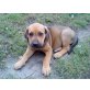 Ridgeback  / Rhodesian Welpen - Hündin