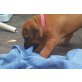Ridgebackwelpe, Rhodesian Ridgeback Welpen - Hündin