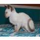 Ridikkulus Beetee, Siamesen - Kater