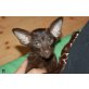 Ridikkulus Finnick, Orientalische Kurzhaar - Kater
